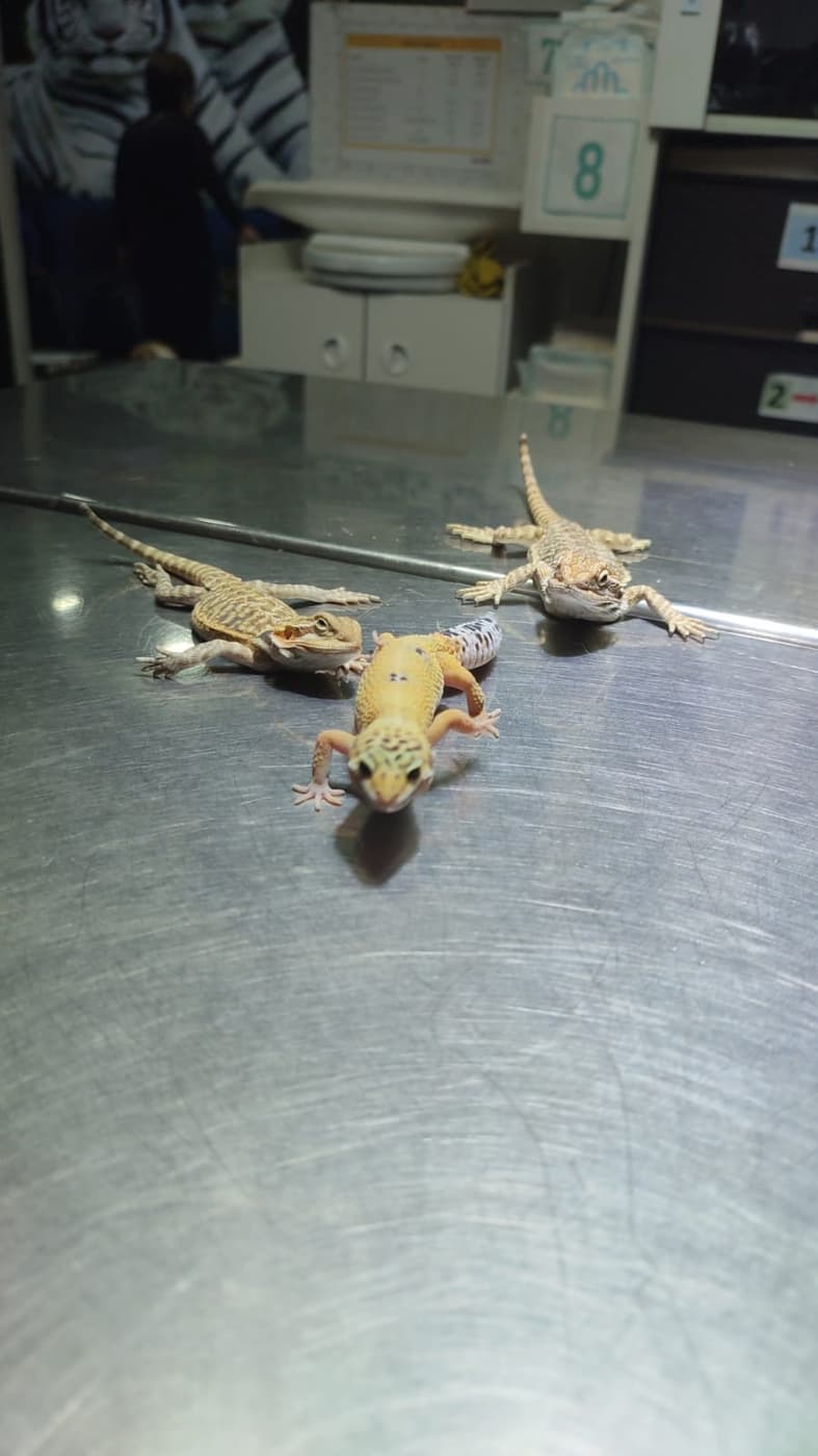 Reptiles: veterinario de animales exóticos en Ica
