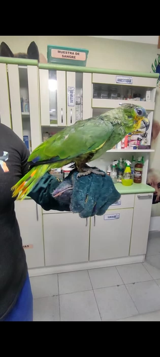 Aves: veterinario de animales exóticos en Ica
